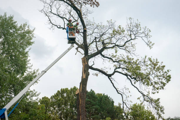 Reliable Vine Hill, CA  Tree Services Solutions